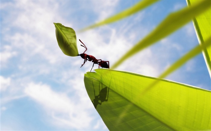 hardworking ant-all kinds of insects wallpaper Views:17459 Date:2012/4/2 23:23:52