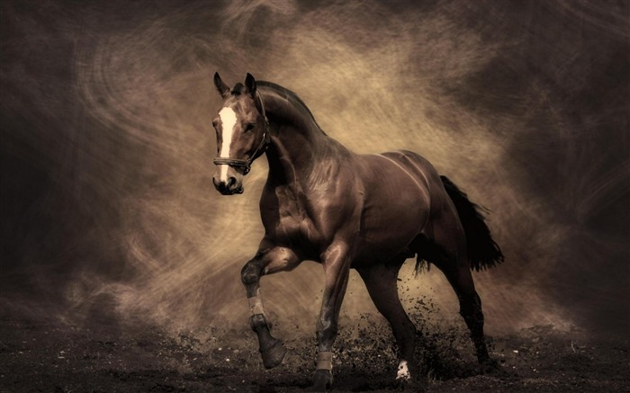 cheval-Animaux la photographie d'écran HD Vues:58511