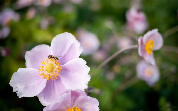 hoverfly on a pink flower-all kinds of insects wallpaper Views:10386 Date:2012/4/2 23:24:52