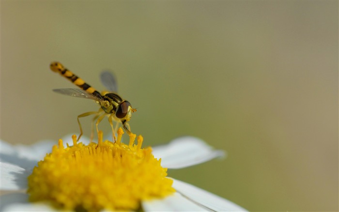 hoverfly sphaerophoria scripta-toutes sortes d'insectes papier peint Vues:10609