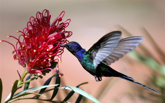 hummingbird-Bird photography wallpaper Views:17808 Date:2012/4/12 2:15:57