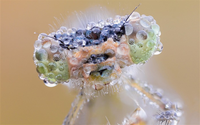 Papéis de Parede de Fotografia de Macro de Olhos de Insetos Visualizações:15263