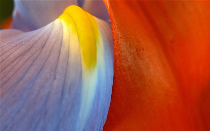 アイリスの花びら-花写真壁紙 ブラウズ:7949