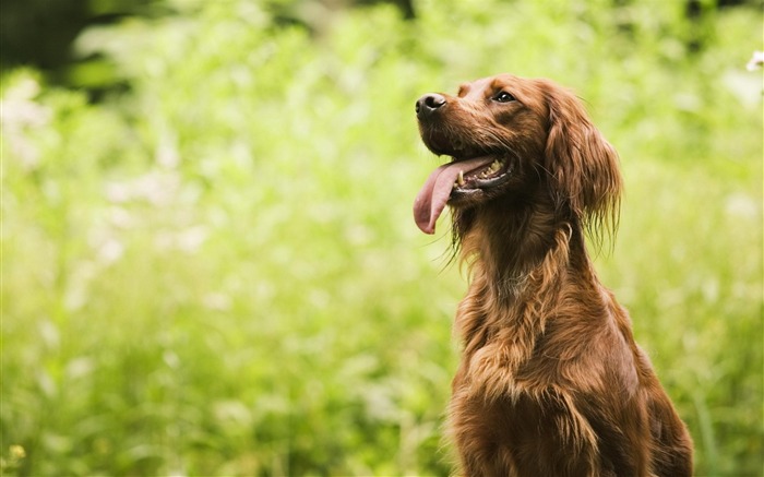 irish setter-Animal photography wallpaper Views:11614 Date:2012/4/23 22:54:58