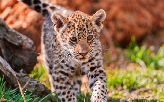 jaguar baby-Animal photography wallpaper Views:34945 Date:2012/4/23 22:55:46