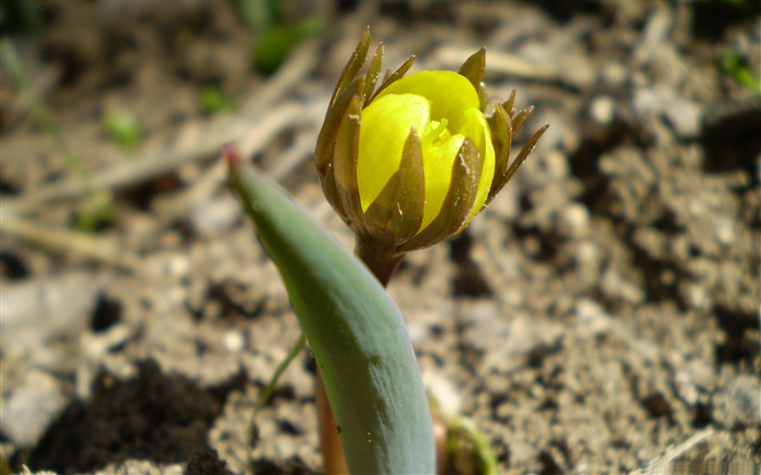 Papéis de Parede de Fotografia de Kordistan-Flowers Visualizações:9817