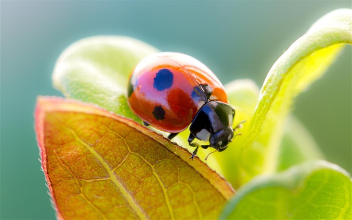 coccinelle-Animaux la photographie d'écran HD Vues:14276