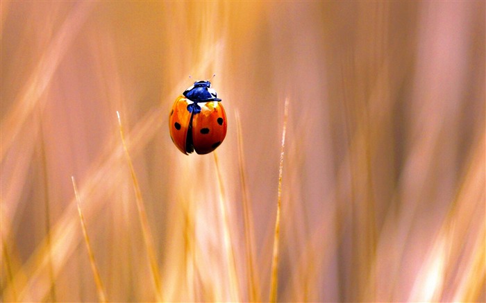 ladybug-Animal photography wallpaper Views:9937 Date:2012/4/23 22:56:18