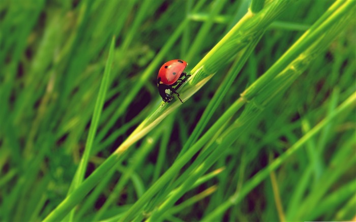 ladybug grass macro-all kinds of insects wallpaper Views:8836 Date:2012/4/2 23:27:38