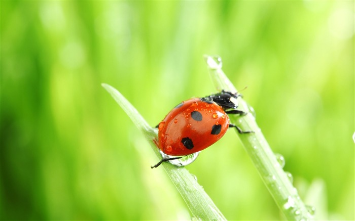 macro de coccinelle-toutes sortes d'insectes papier peint Vues:12753