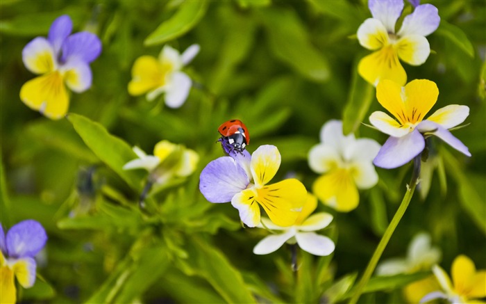 パンジーにてんとう虫-花写真壁紙 ブラウズ:11435