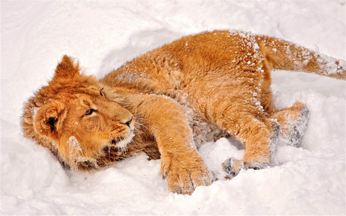 獅子在雪野生動物高清壁紙 查看次數:18206