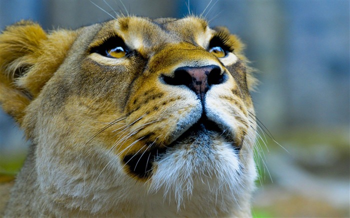 lioness-Animal photography wallpaper Views:11418 Date:2012/4/23 22:56:55