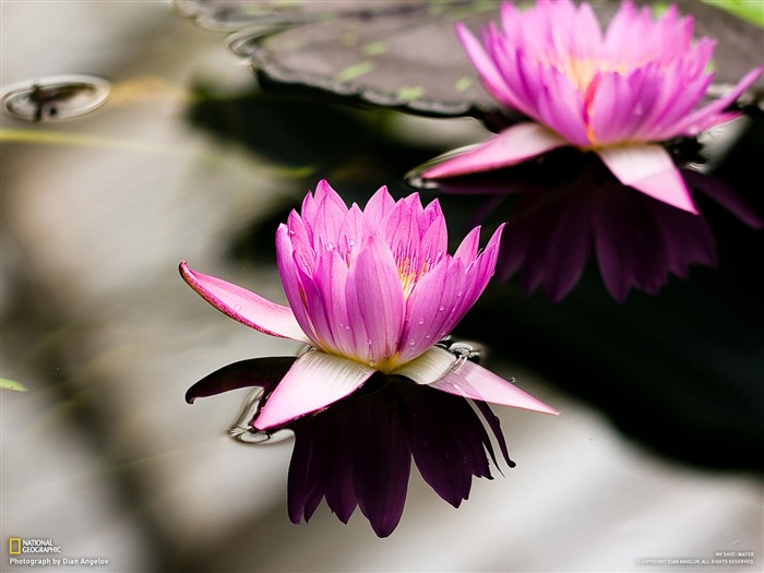 lotus-national geographic wallpaper Views:10948 Date:2012/4/18 23:12:44