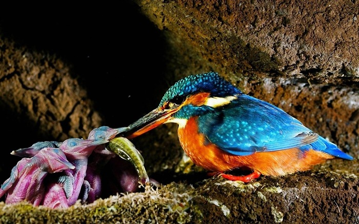 malachite kingfisher-Bird photography wallpaper Views:13371 Date:2012/4/12 2:17:35