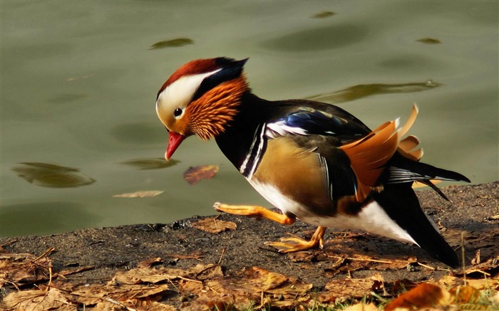 mandarin duck -Bird photography wallpaper Views:12323 Date:2012/4/12 2:18:20