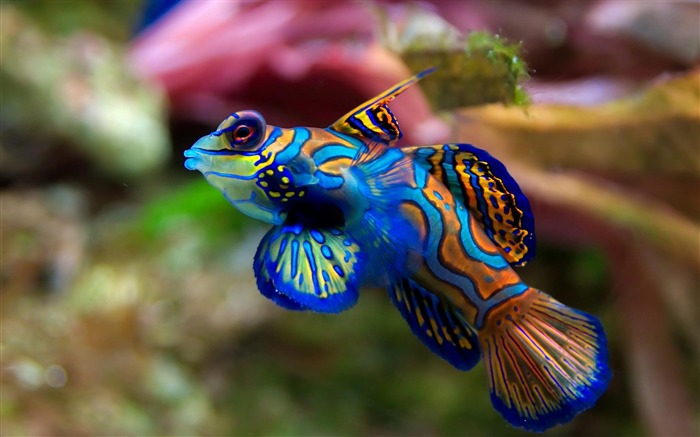 mandarin fish-Animal photography wallpaper Views:11847 Date:2012/4/23 22:57:34