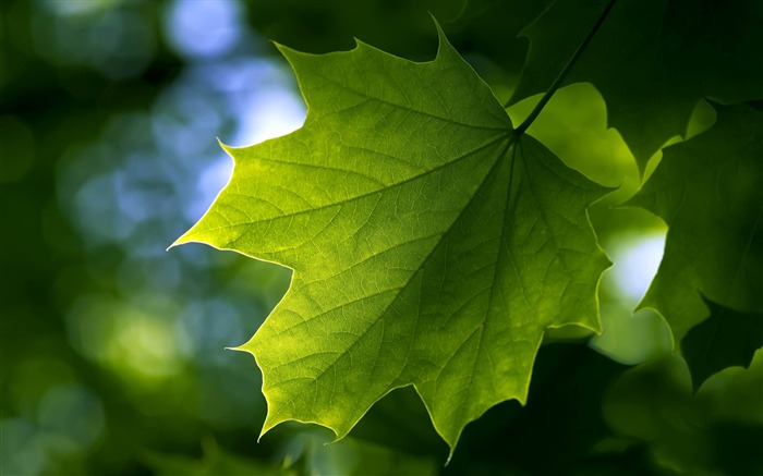 Folha de maple - Fotografia de plantas Papel de parede HD Visualizações:10857