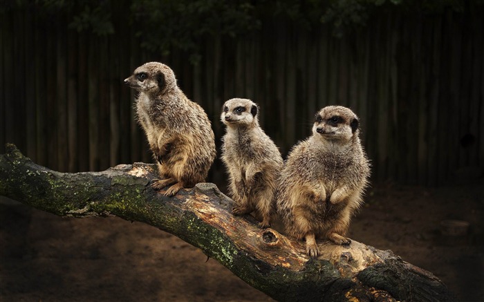 meerkat family-Wild Animal HD Wallpapers Views:17204 Date:2012/4/21 10:32:38