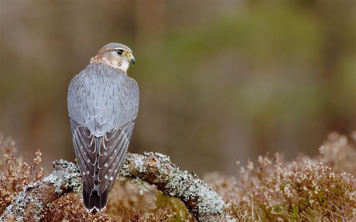 merlin-Bird photography wallpaper Views:11469 Date:2012/4/12 2:18:55