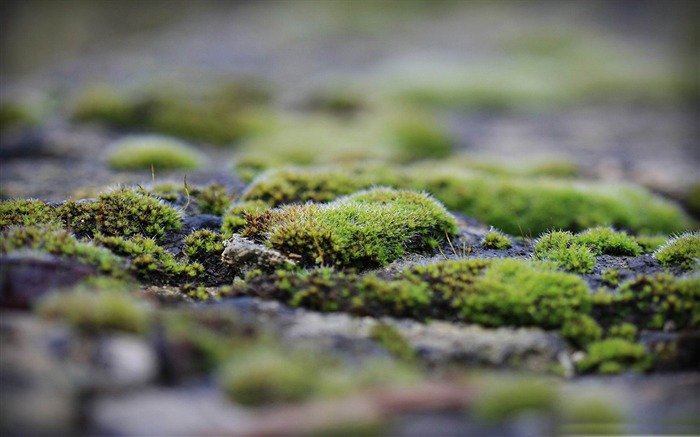 Fondo de pantalla de fotografía de musgo-Macro Vistas:9362