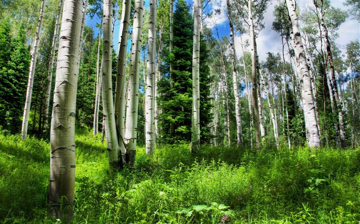 Hermoso paisaje de bosque verde fondo de pantalla Vistas:44774