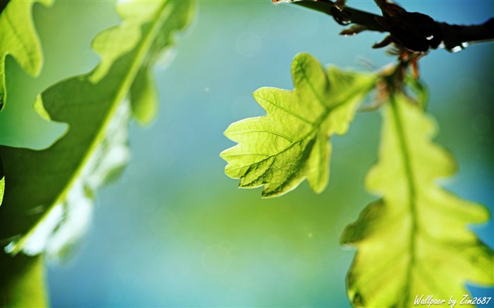 Árvore de carvalho - Fotografia de plantas Papel de parede HD Visualizações:13258