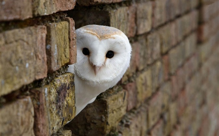 owl-Bird photography wallpaper Views:20455 Date:2012/4/12 2:19:32