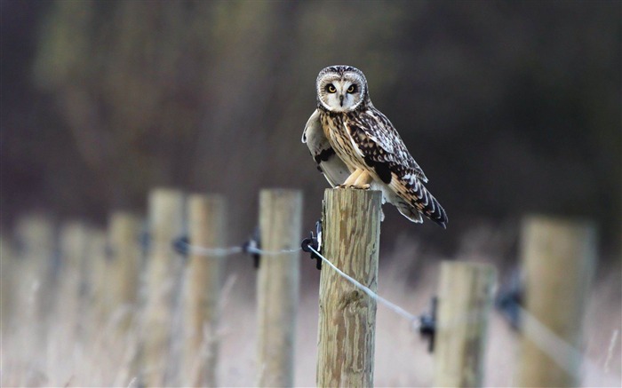 owl look-Bird photography wallpaper Views:11338 Date:2012/4/12 2:20:09