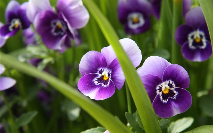 Les fleurs de la saison-fleurs Photographie Fond d'écran Vues:26590