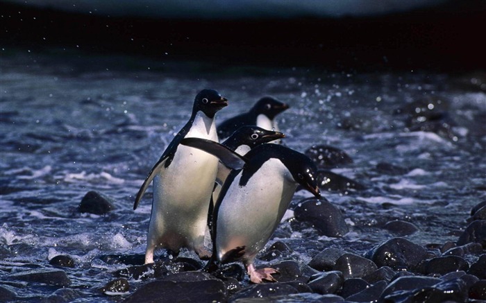 pingouin sur la côte-Animaux la photographie d'écran HD Vues:9555