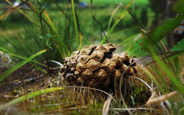 Fondo de escritorio de fotografía de piña macro Vistas:9420