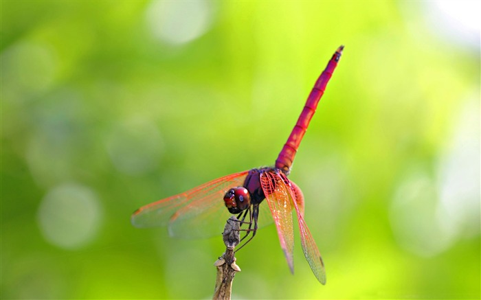 pink and red dragonfly-all kinds of insects wallpaper Views:10995 Date:2012/4/2 23:28:19