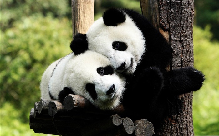 playful pandas-Wild Animal HD Wallpapers Views:17793 Date:2012/4/21 10:33:09