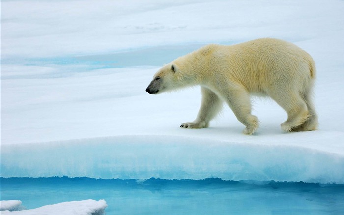 polar bear-Wild Animal HD Wallpapers Views:23430 Date:2012/4/21 10:34:39