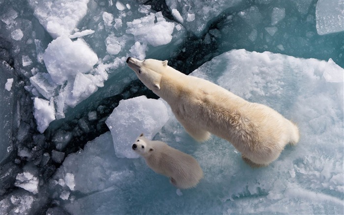 polar bear and global warming-Wild Animal HD Wallpapers Views:27336 Date:2012/4/21 10:33:59