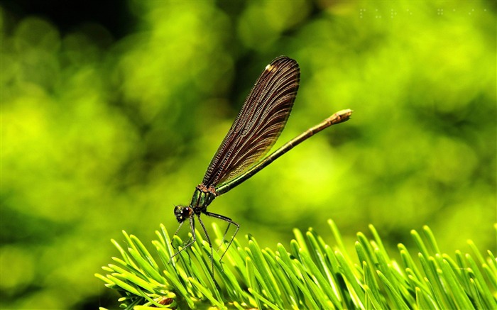 jolie libellule-toutes sortes d'insectes papier peint Vues:11057