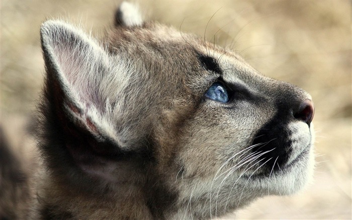 puma-Wild Animal HD Wallpapers Views:17767 Date:2012/4/21 10:35:20