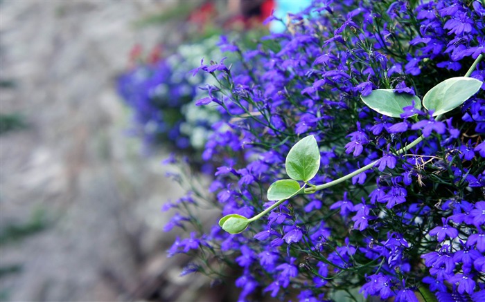 flores roxas e flores Papéis de Parede de Fotografia Visualizações:8813