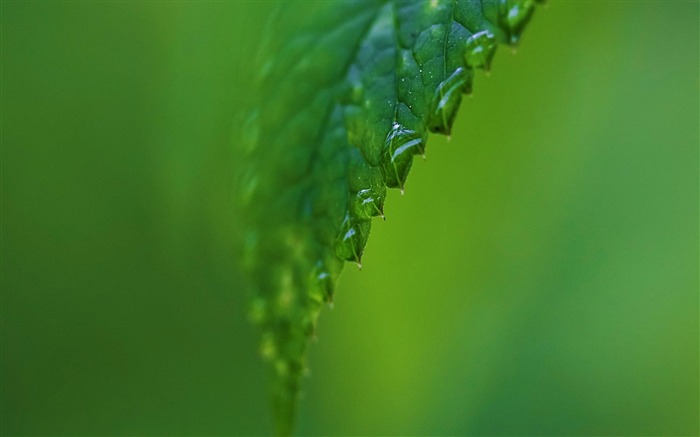 pingos de chuva em uma folha verde - papel de parede macro da planta Visualizações:7294