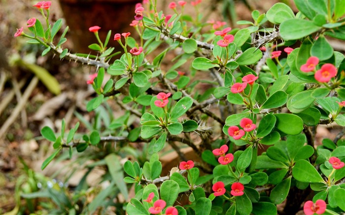 Papéis de Parede de Fotografia de euphorbia-flowers vermelhos Visualizações:8022