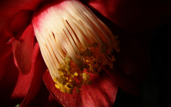 Papel de parede de flores vermelhas Flores Visualizações:7803