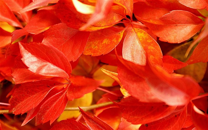 red leaves-Microsoft Windows 8 system wallpaper Views:10239 Date:2012/4/15 21:01:17