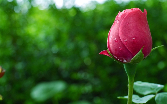 rosa vermelho-papel de parede de papel de parede Visualizações:21460