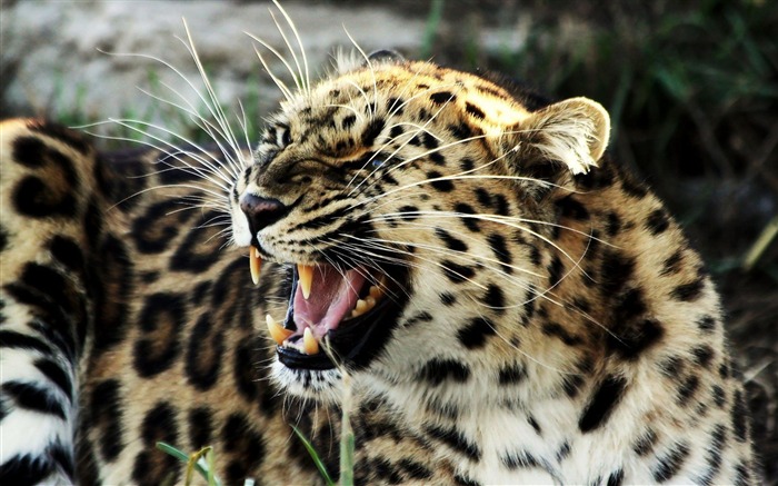 roaring leopard-Animal photography wallpaper Views:10120 Date:2012/4/23 23:00:10