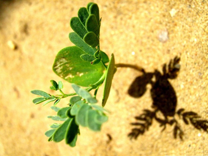 Fondo de fotografía de macro planta de arena Vistas:8284