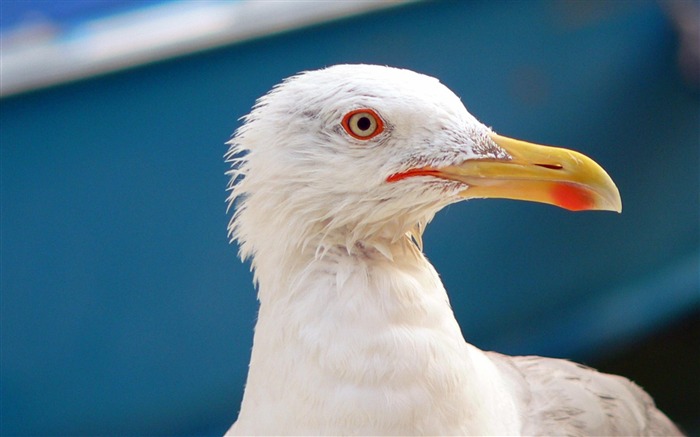 mouette à Venise-Animaux la photographie d'écran HD Vues:9201