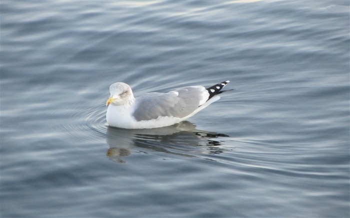 seagull white-Bird photography wallpaper Views:9943 Date:2012/4/12 2:21:47