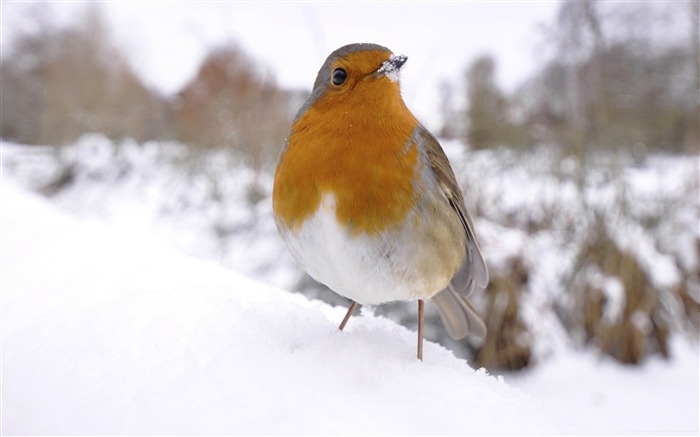 small bird in snow-Bird photography wallpaper Views:10461 Date:2012/4/12 2:22:30