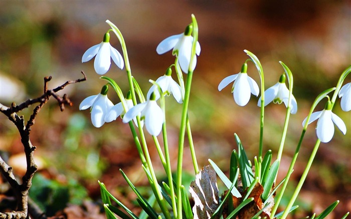 perce-neige-fond d'écran photographie Fleurs Vues:10504